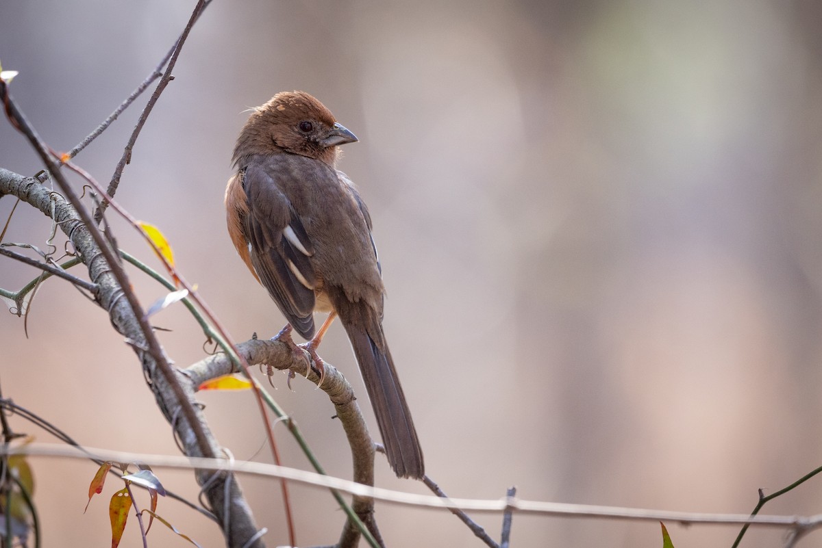 Eastern Towhee - ML616324793