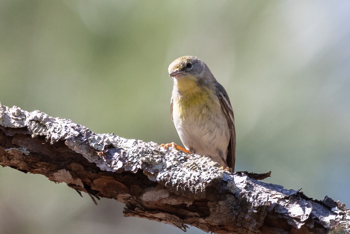 Pine Warbler - ML616324797