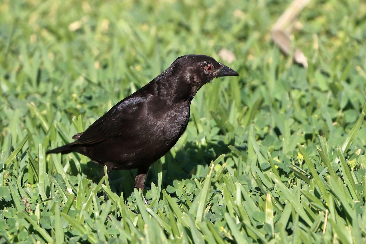 Bronzed Cowbird - ML616324799