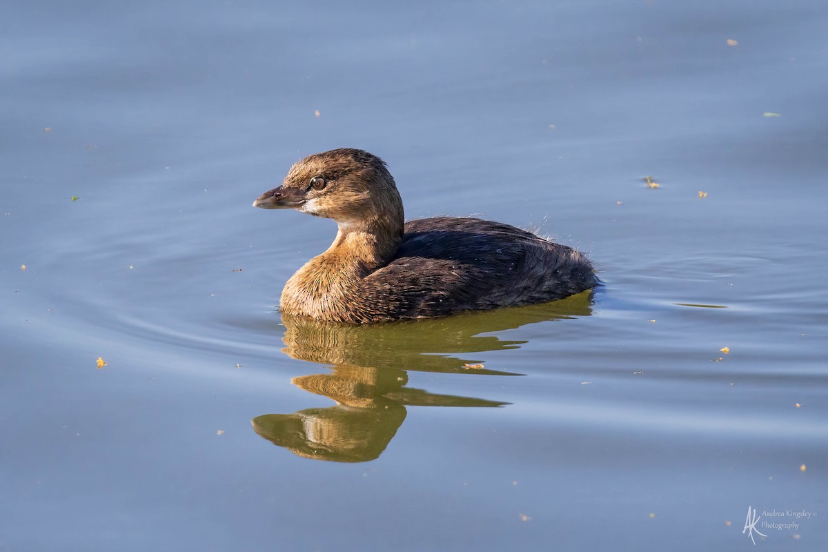 Pied-billed Grebe - ML616324801