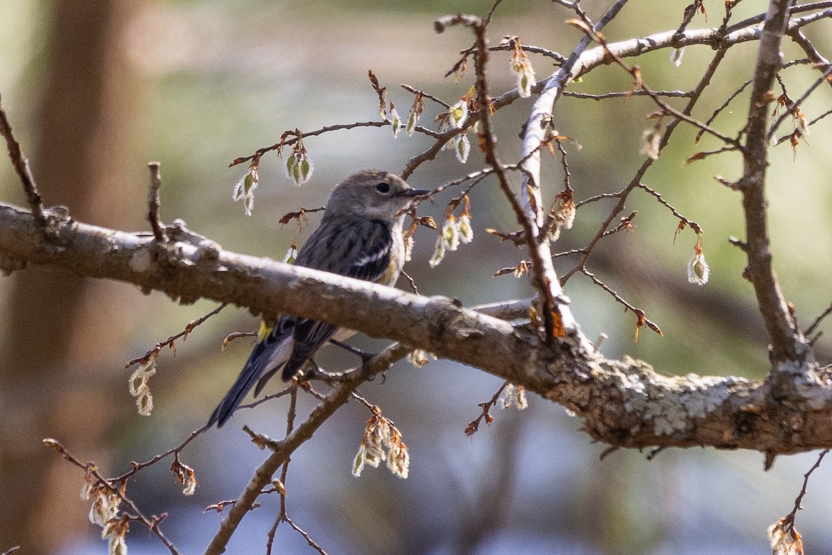 Yellow-rumped Warbler - ML616324804