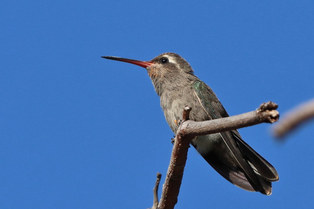 Dusky Hummingbird - ML616324810