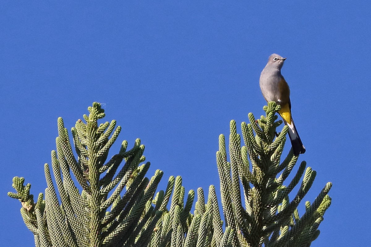 Gray Silky-flycatcher - ML616324812