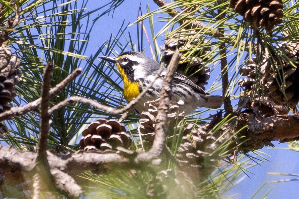 Yellow-throated Warbler - D Gamelin