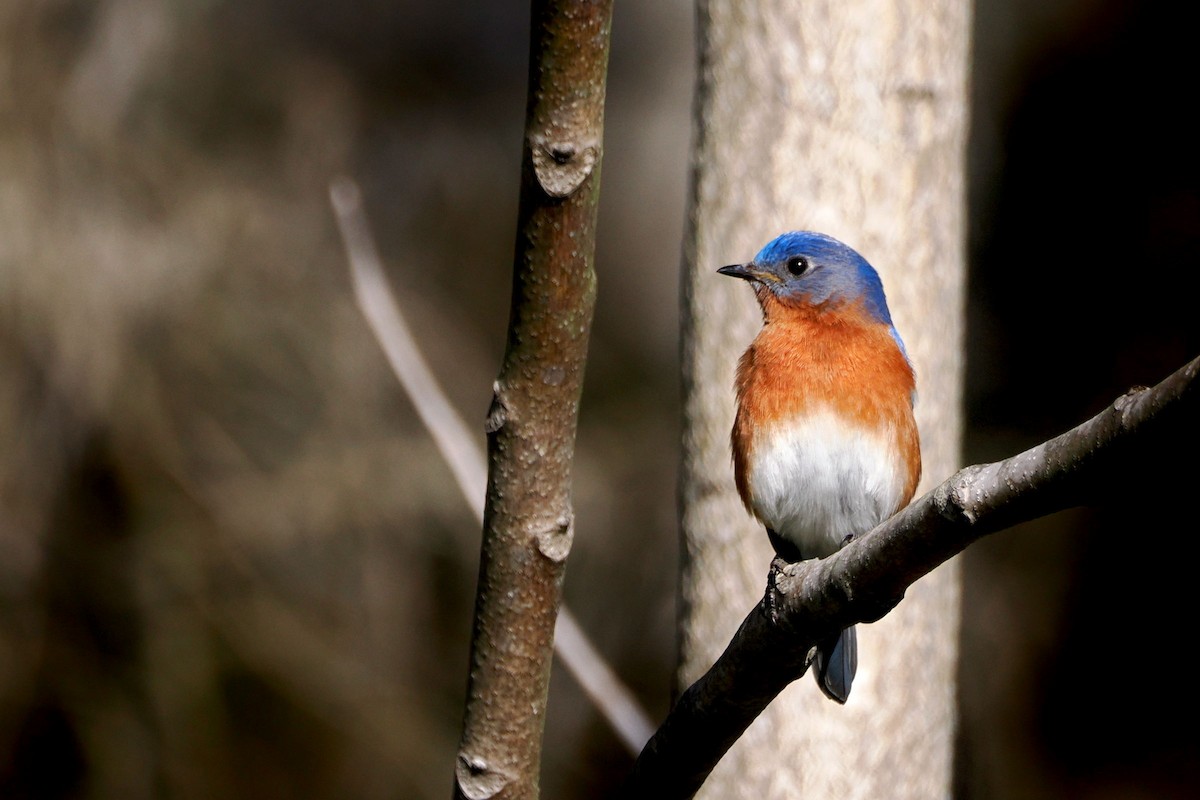 Eastern Bluebird - steve b