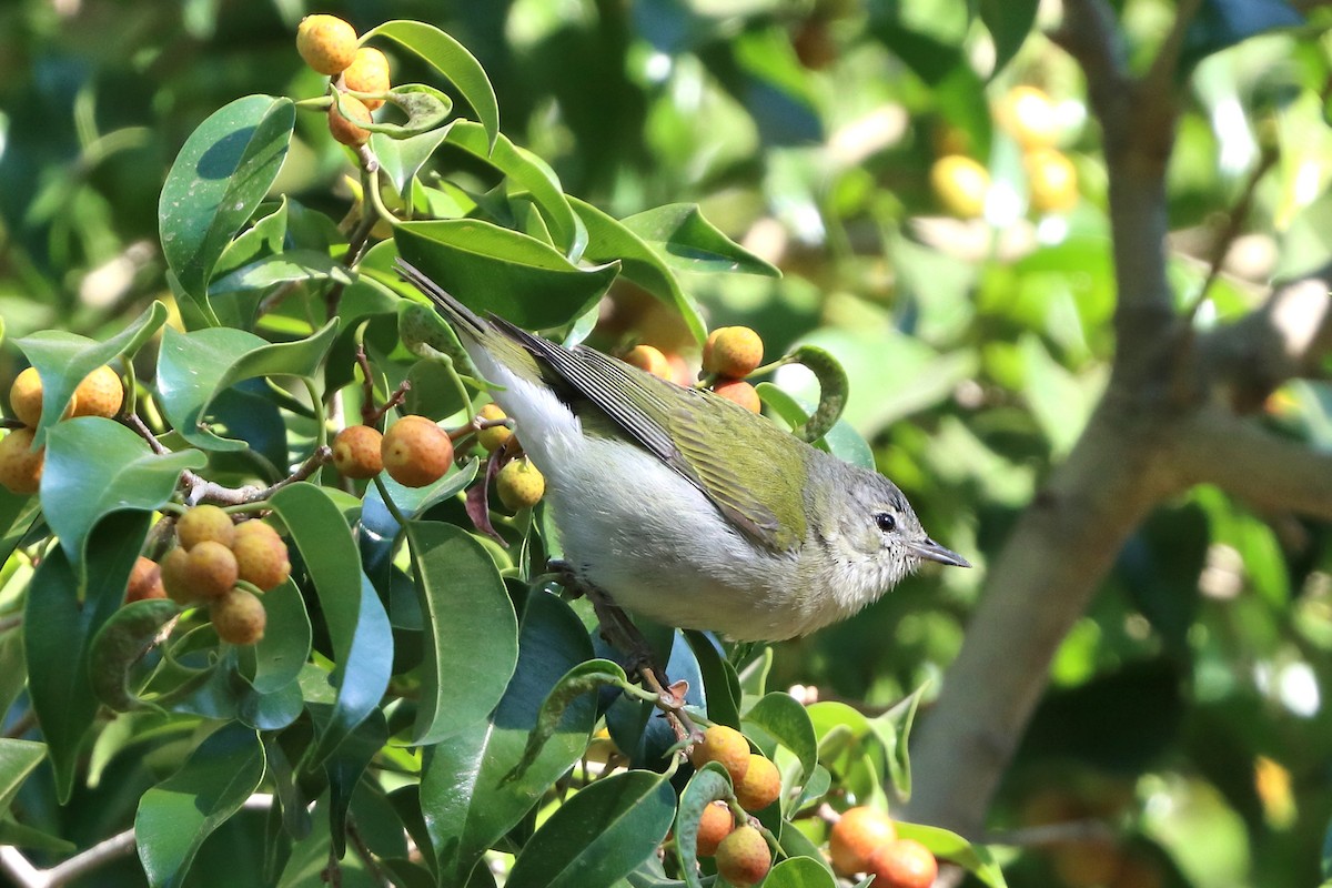 Tennessee Warbler - ML616324816