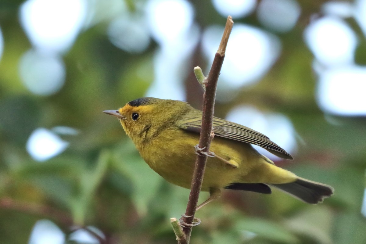 Wilson's Warbler - ML616324818