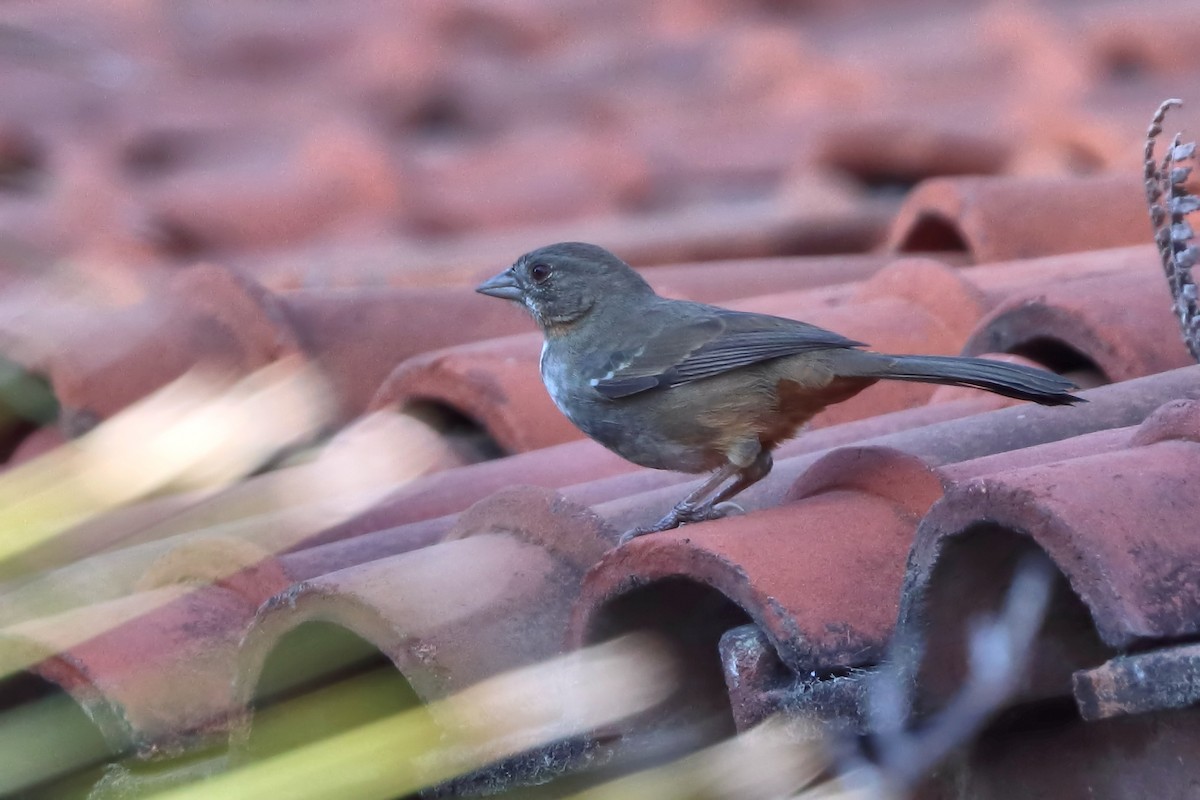 White-throated Towhee - ML616324821