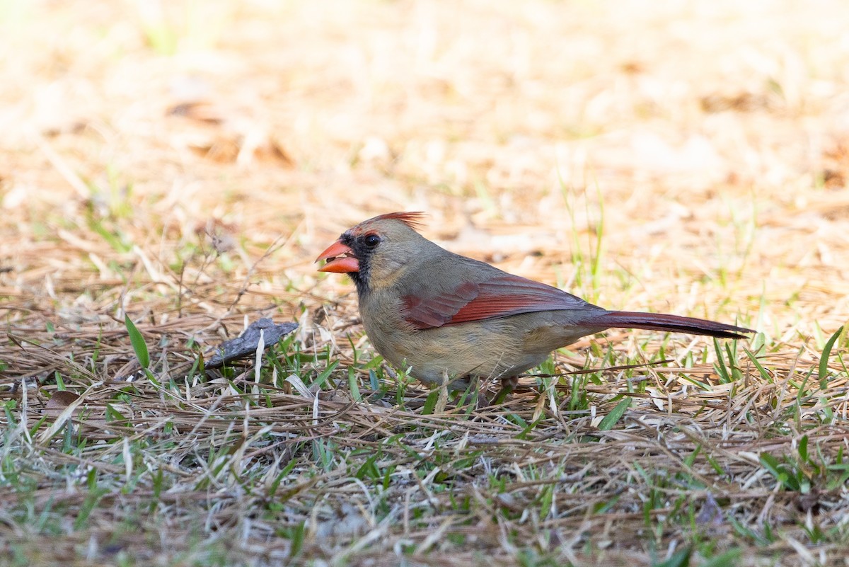 Northern Cardinal - ML616324827