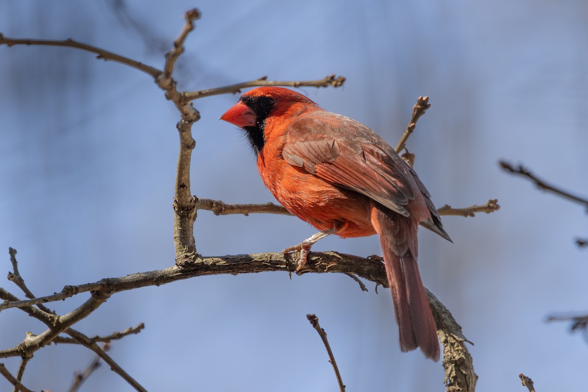 Northern Cardinal - ML616324828