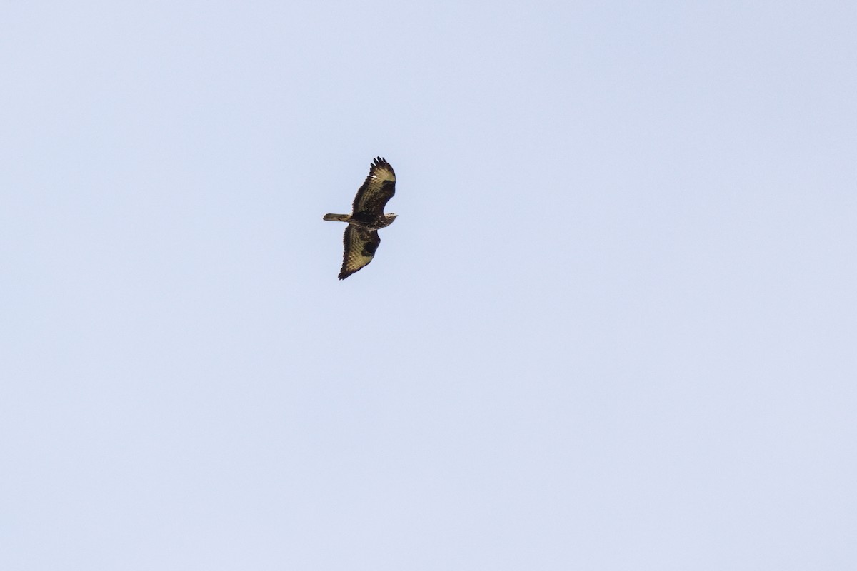 Common Buzzard - Ana Alves