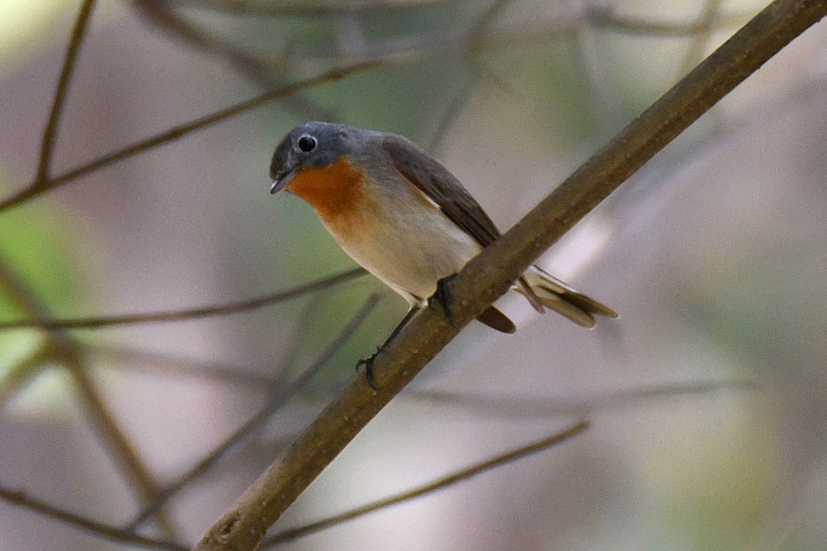 Red-breasted Flycatcher - ML616324856