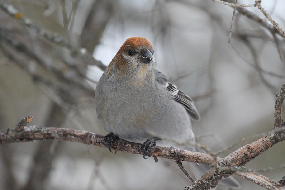 Нарсны шүршүү - ML616324885