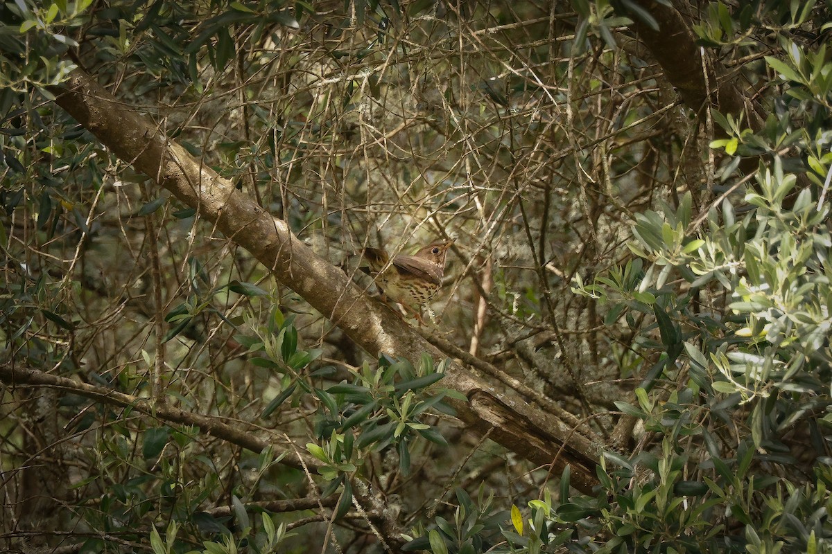 Song Thrush - Ana Alves