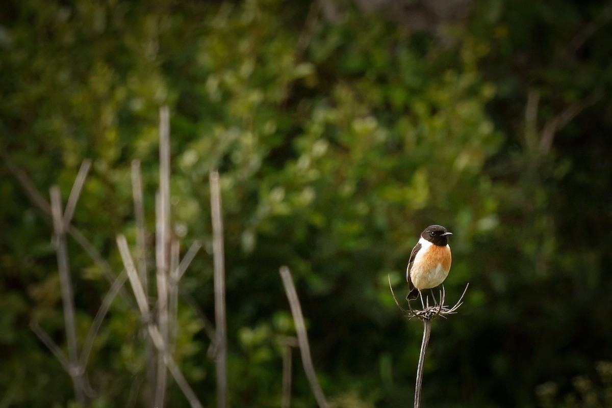 European Stonechat - ML616324919