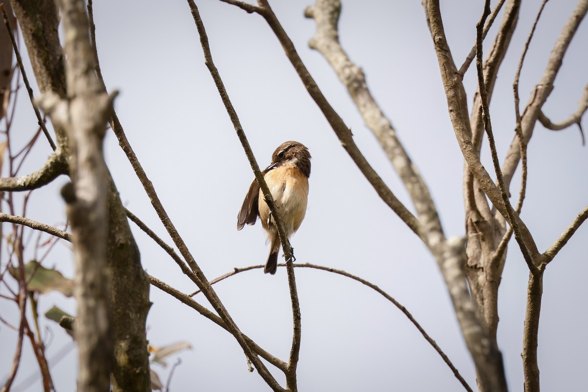 European Stonechat - Ana Alves