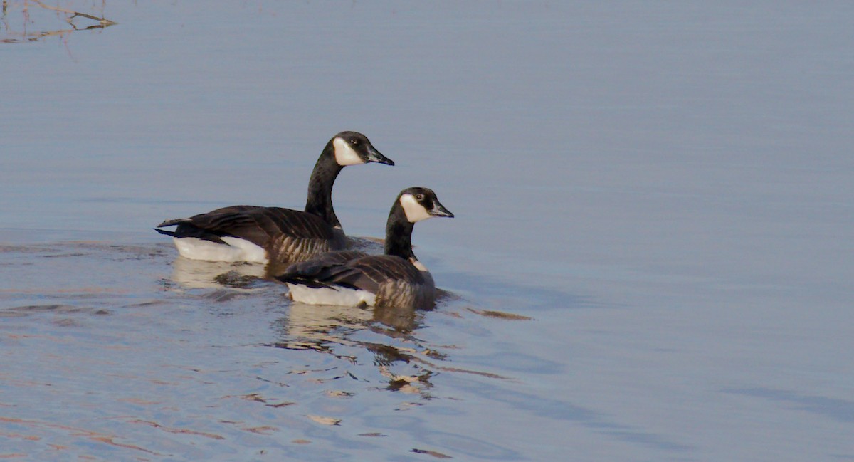 Cackling/Canada Goose - ML616324962