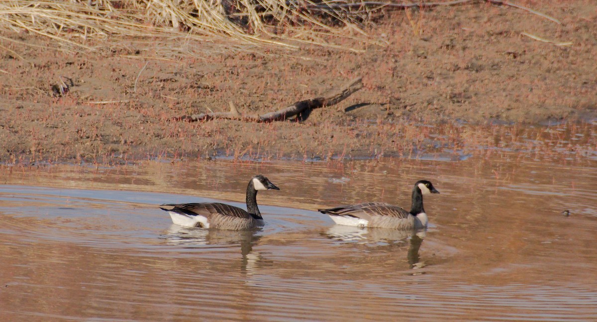 Cackling/Canada Goose - ML616324963