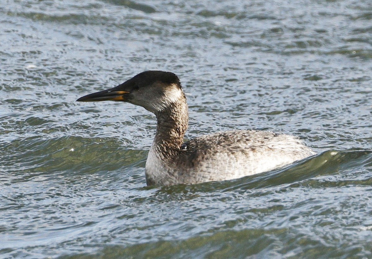 Red-necked Grebe - ML616324986