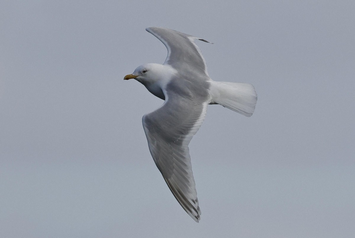 Goéland arctique - ML616324997