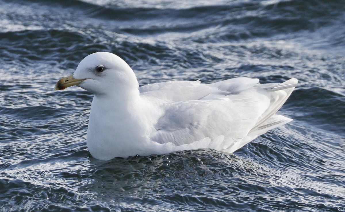 Gaviota Groenlandesa - ML616324998