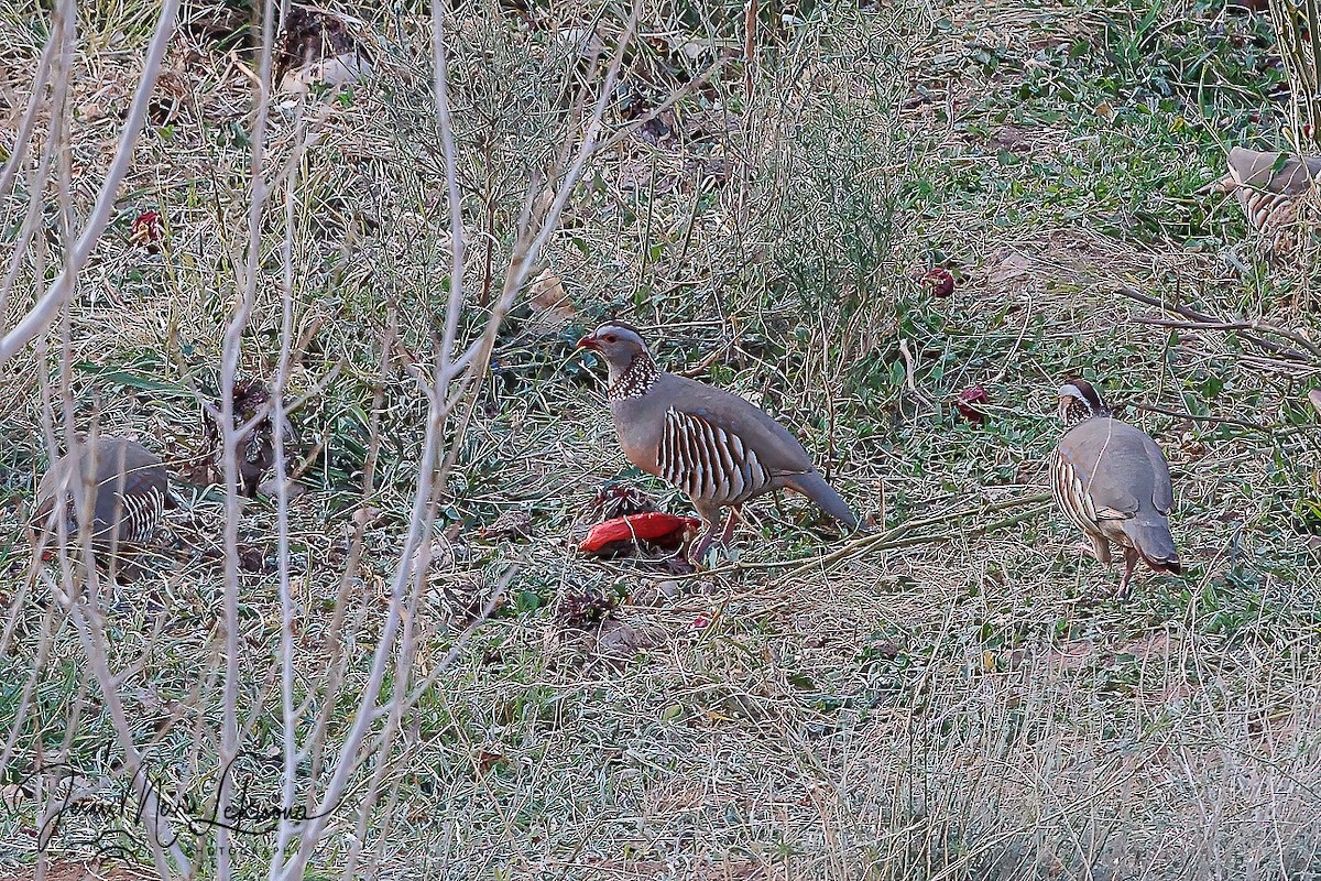 Barbary Partridge - ML616325007