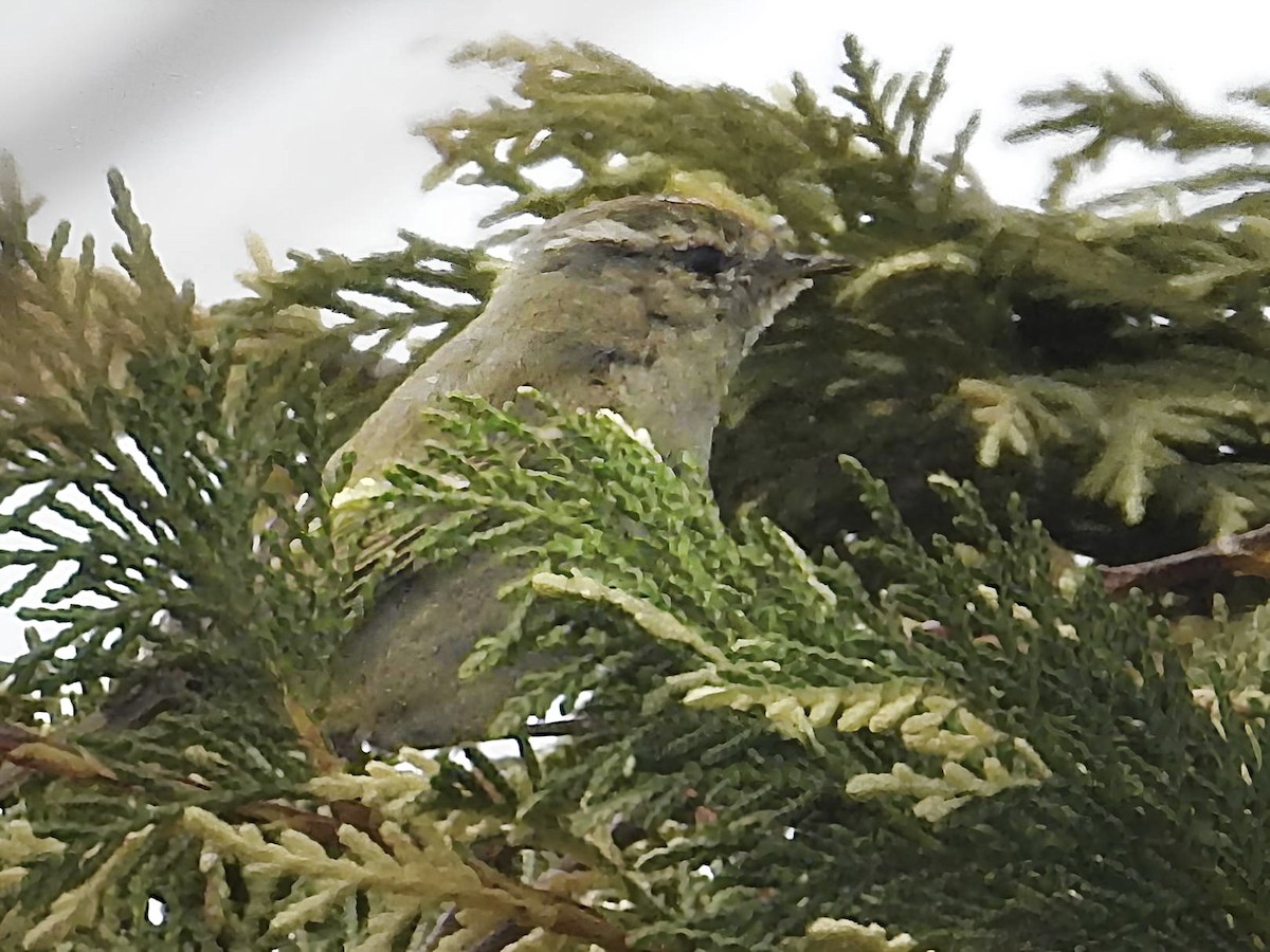 Hume's Warbler - ML616325012