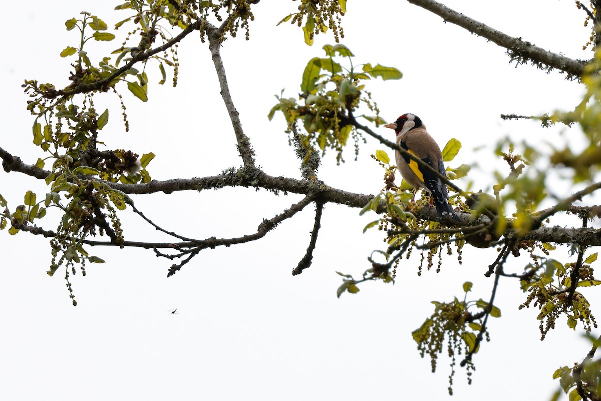 European Goldfinch - ML616325042