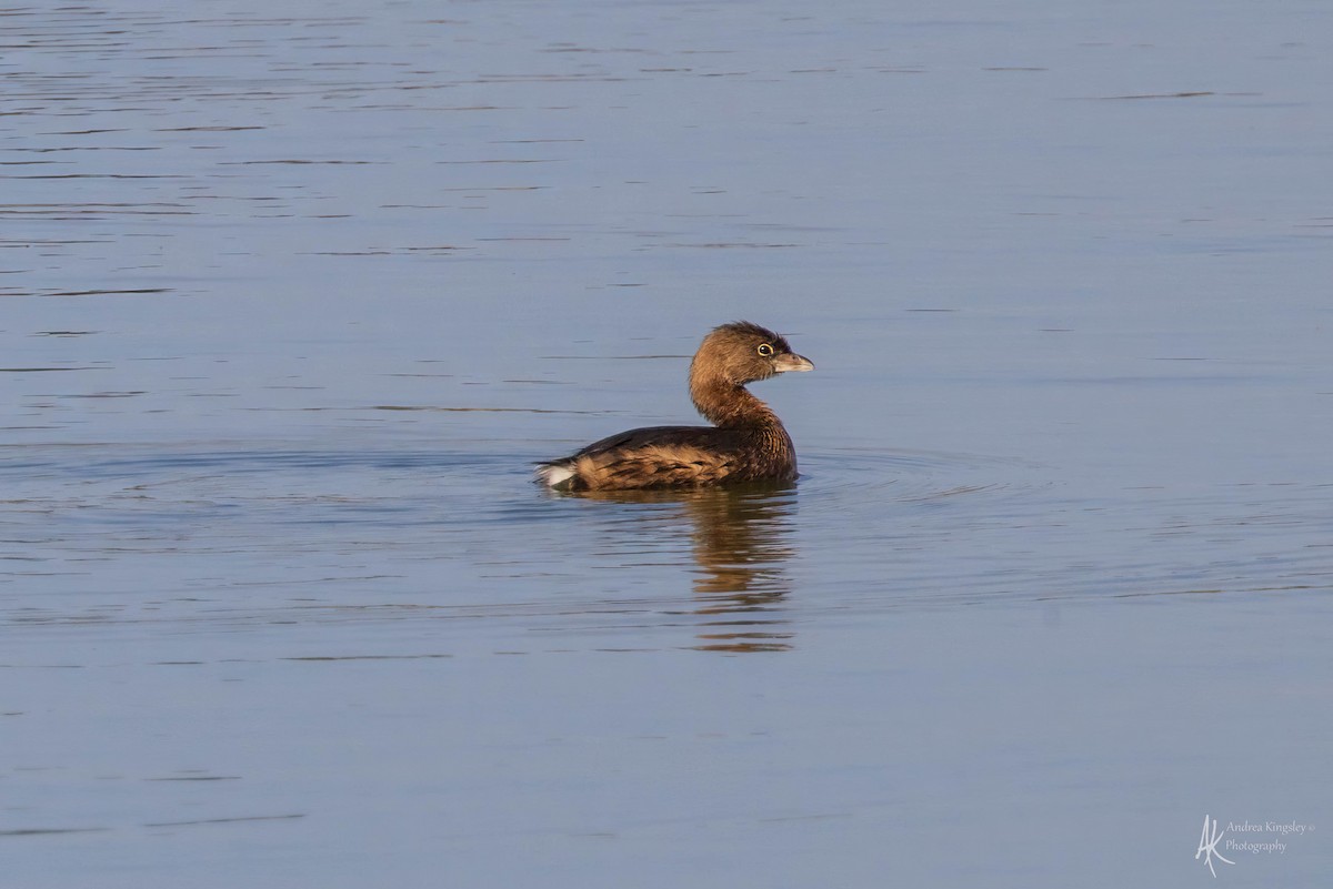 Pied-billed Grebe - ML616325046