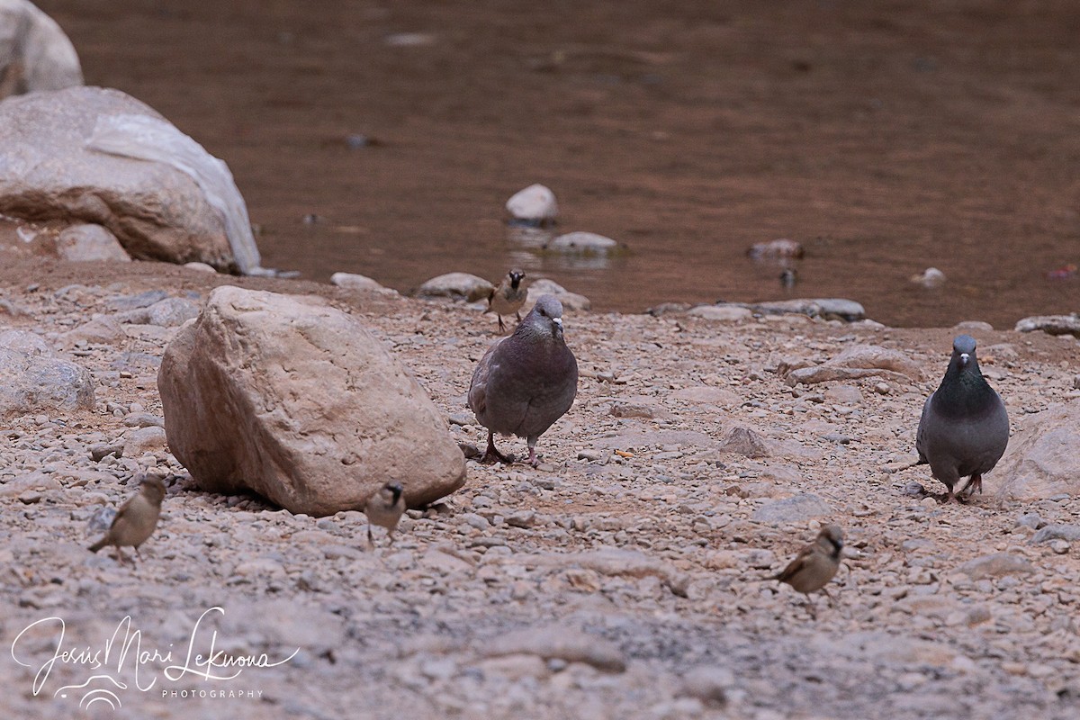 Rock Pigeon (Wild type) - Jesús Mari Lekuona Sánchez