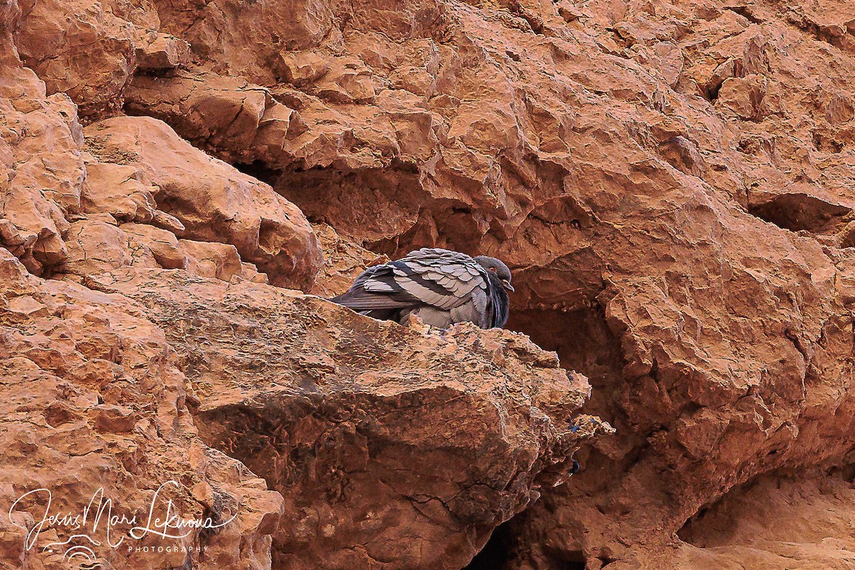 Rock Pigeon (Wild type) - ML616325050