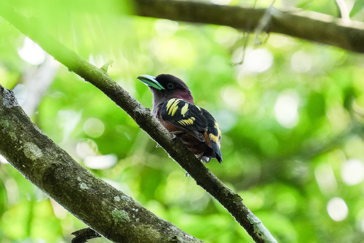 Banded Broadbill (Banded) - ML616325089