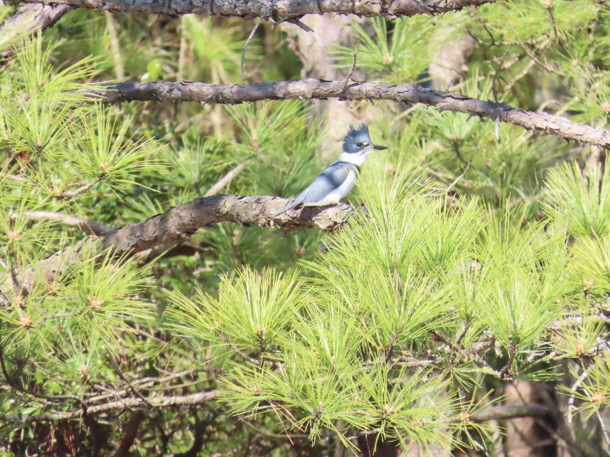 Belted Kingfisher - ML616325097