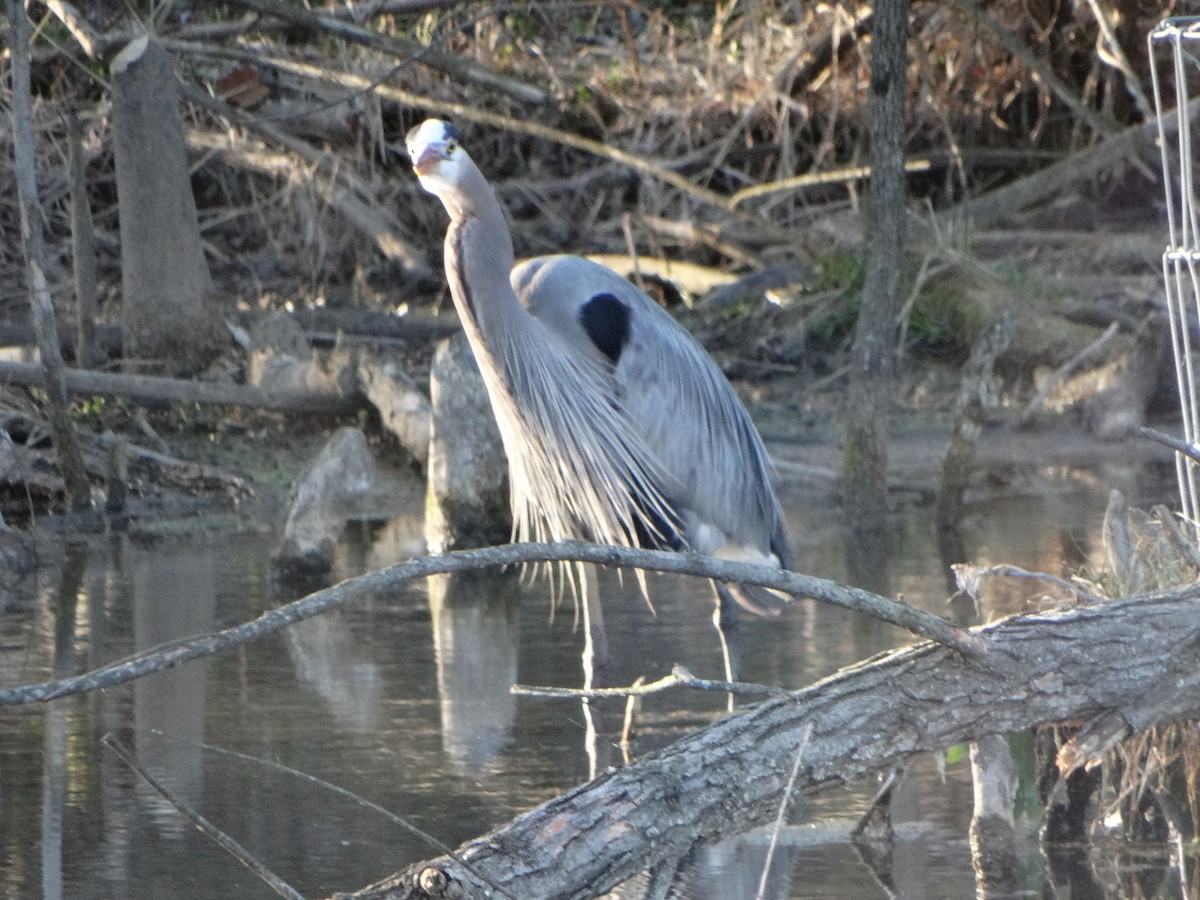 Great Blue Heron - Dave haenni