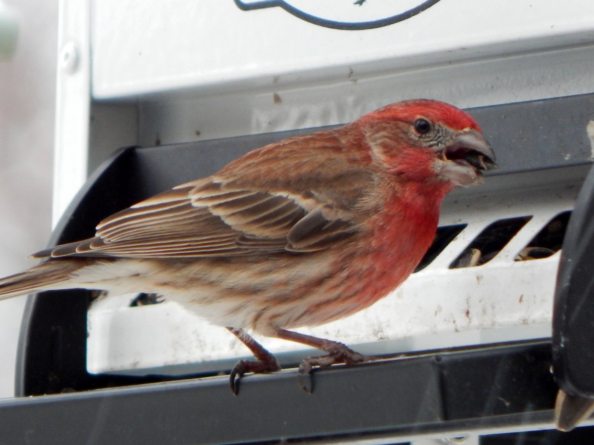 House Finch - ML616325131