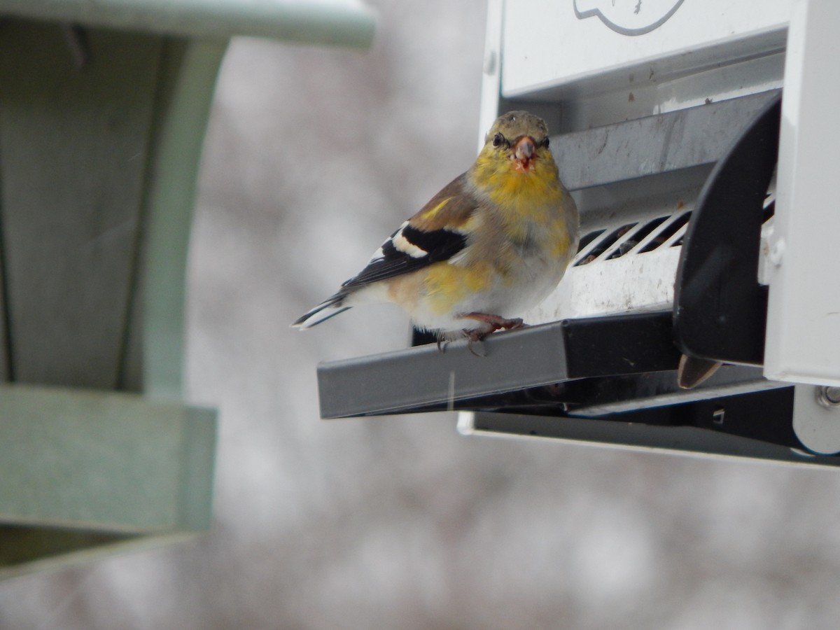 American Goldfinch - ML616325136