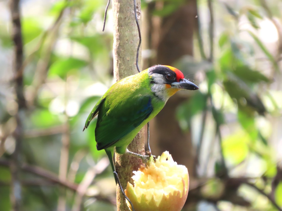 Golden-throated Barbet - Todd Pepper