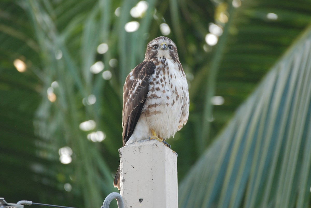 Broad-winged Hawk - ML616325190