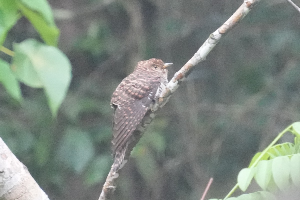 Himalayan Cuckoo - ML616325204