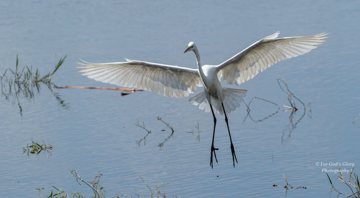 Great Egret - ML616325232