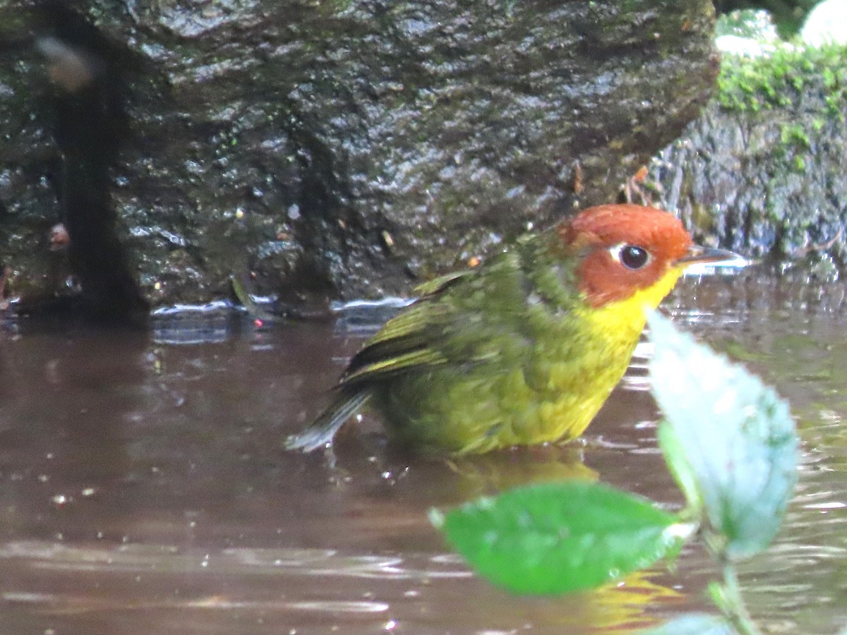 クリガシラコビトサザイ - ML616325248