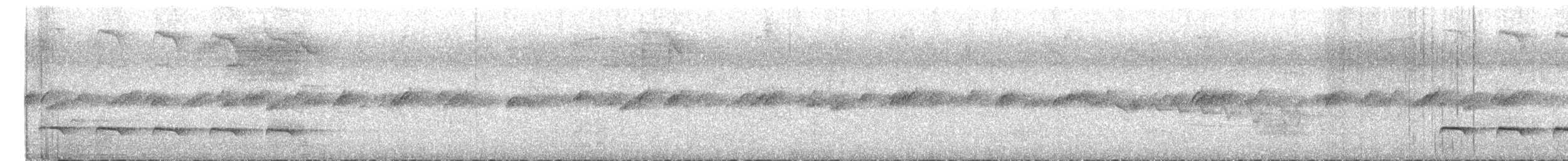 Weißbinden-Ameisenvogel - ML616325272