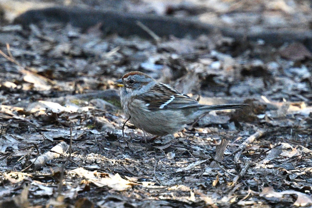 American Tree Sparrow - ML616325275