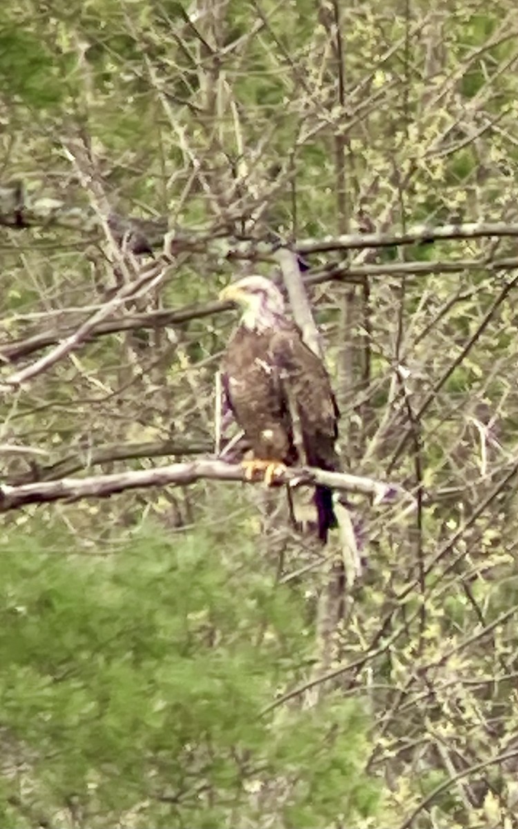 Bald Eagle - ML616325301