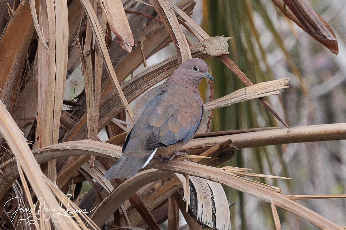 Laughing Dove - ML616325311