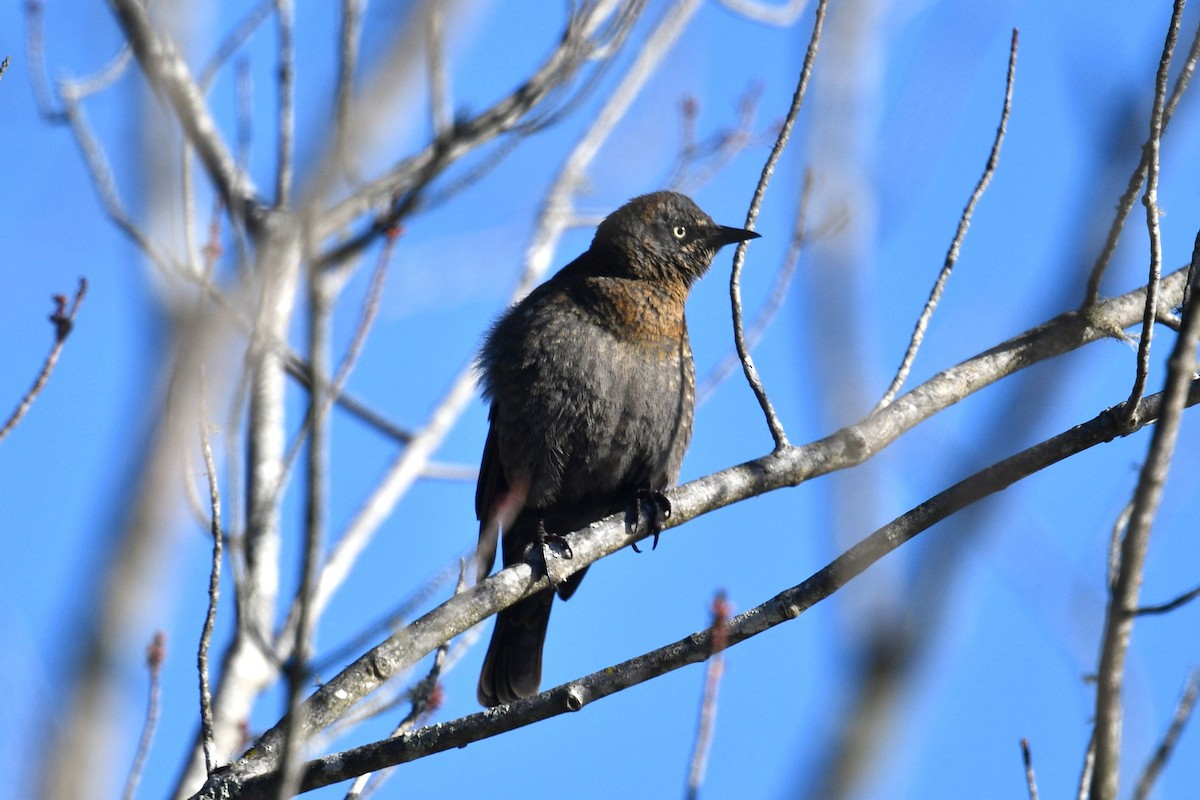 Rusty Blackbird - ML616325314