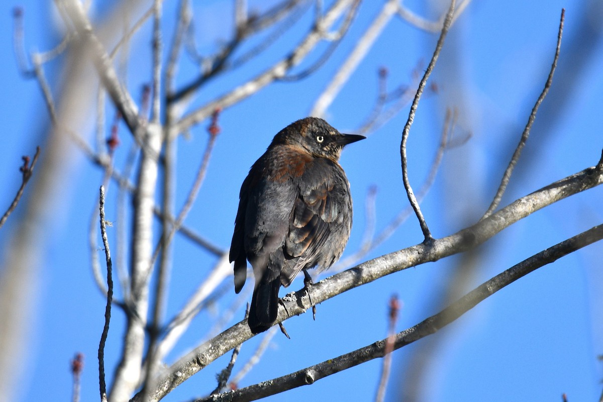 Rusty Blackbird - ML616325319