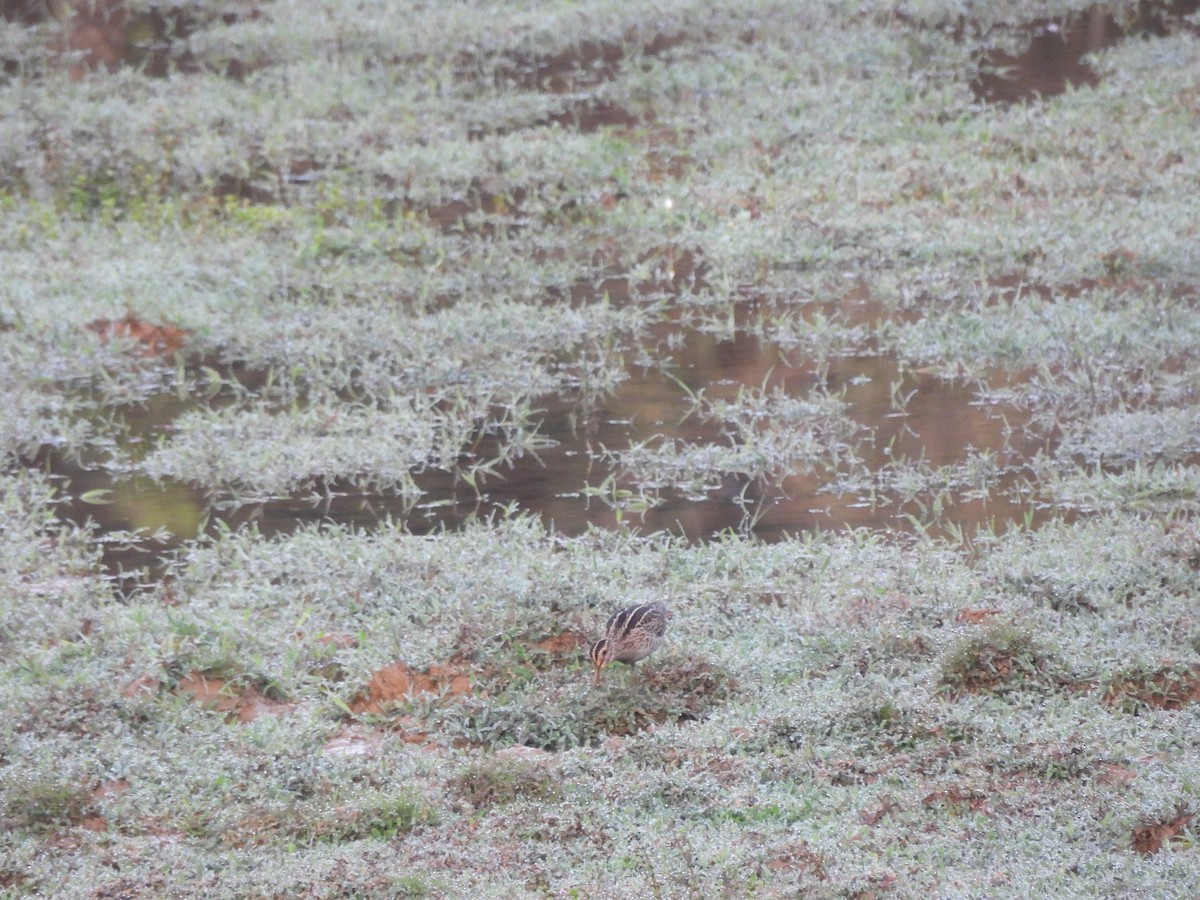 Common Snipe - ML616325321