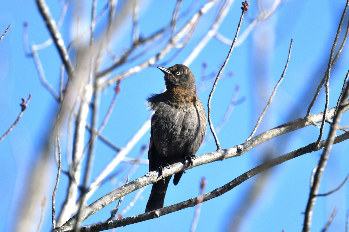 Rusty Blackbird - ML616325326