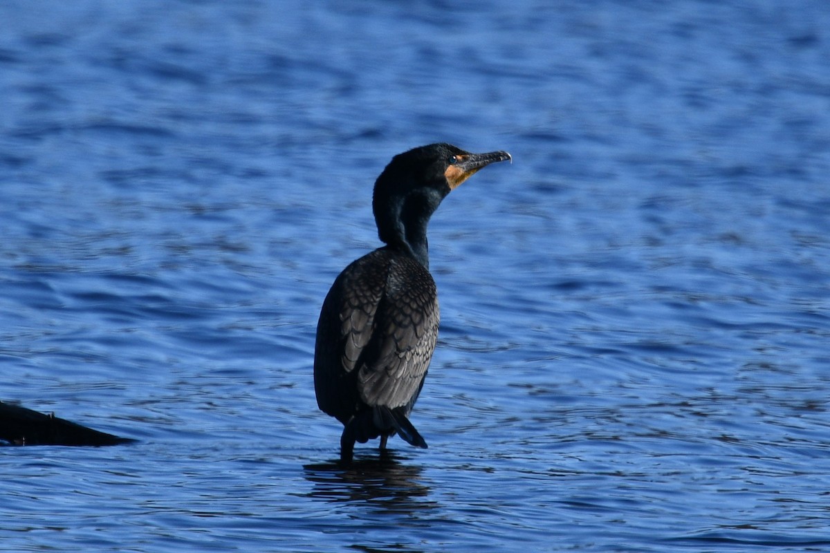 Double-crested Cormorant - ML616325378